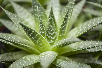 Flowers, Flower, Macro, Indoor Plant, Houseplant, Havortia, Haworthia HD wallpaper