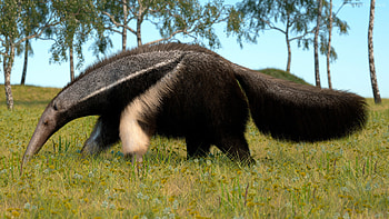 Curious anteater, Anteater model, Artstation, Animal kingdom HD wallpaper
