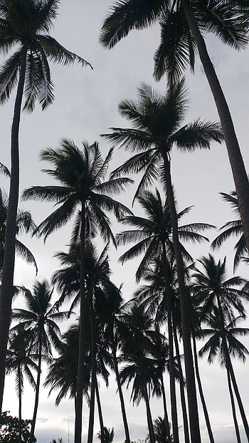 Palm Tree, Laptop , Palm trees , Tree HD phone wallpaper