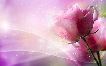 Plants, Flowers, Roses HD wallpaper