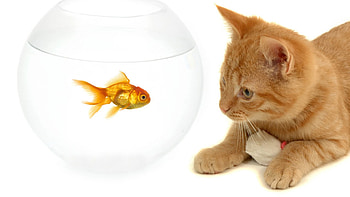 Animals, Cats HD wallpaper