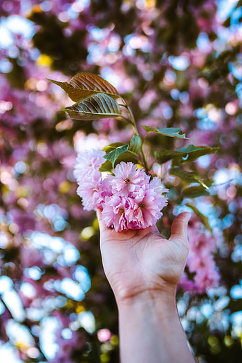 Flowers, Pink, Plant, Hand, Branch HD phone wallpaper