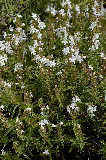 Perennial herb selection, Winter savory inclusion, Garden variety HD phone wallpaper