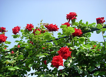 Flowers, Sky, Roses, Bush, Beauty, Greens, Bushes HD wallpaper