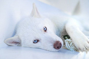 Animals, Dog, Muzzle, Husky, Blue Eyed, Blue-Eyed HD wallpaper