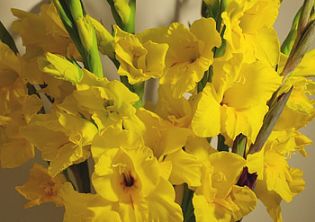 Flowers, Gladiolus, Bouquet HD wallpaper