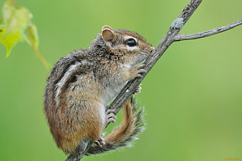 Chipmunk, Furry cutie, , Nature's marvel HD wallpaper