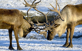Animals, Nature, Deers, Couple, Pair, Horns HD wallpaper