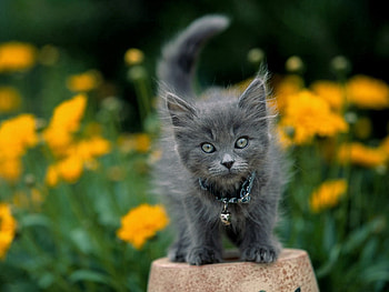 Animals, Flowers, Fluffy, Kitty, Kitten, Sight, Opinion HD wallpaper