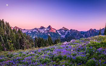 Mount Rainier National Park, evening, sunset, mountain landscape, mountains, mountain purple flowers, Washington, USA HD wallpaper