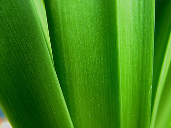 Plant, Macro, Stems HD wallpaper