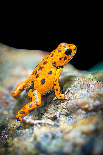 Macro shot of a vibrant Panamanian golden frog (Atelopus zeteki) in its natural habitat. HD phone wallpaper