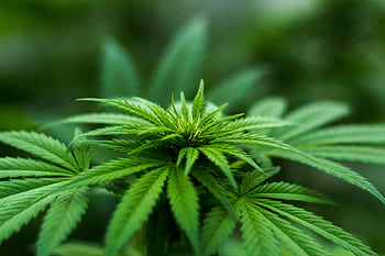 Vibrant close-up of a cannabis plant showcasing lush green leaves and natural growth outdoors. HD wallpaper
