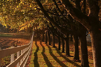 Timeless Fall Morning, trees, shadow, sun, fence HD wallpaper