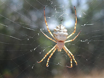Come into my Parlour, beige, body, spider, web, legs HD wallpaper