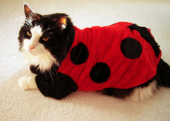 ladybug cat, cat, fun, ladybug HD wallpaper