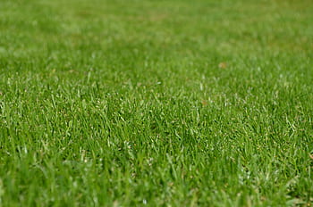 Close-up of a vibrant green grass lawn under clear daylight, ideal for backgrounds. HD wallpaper