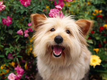 Animals, Dogs HD wallpaper