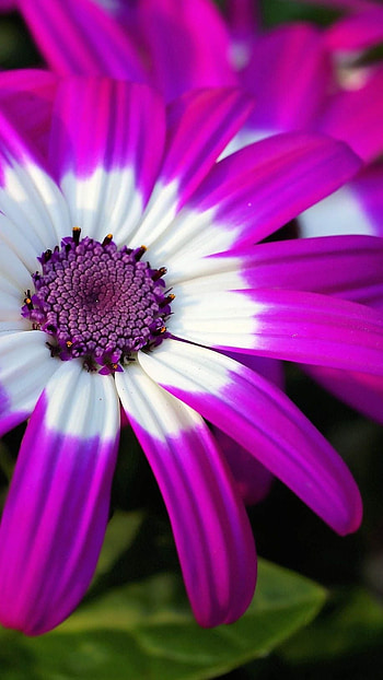 Beautiful Flowers, Flower HD phone wallpaper