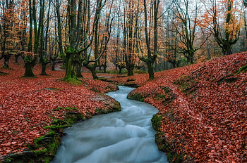 Forest Stream, autumn, nature, Forest, Stream HD wallpaper