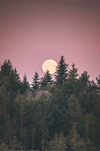 Moon behind trees, nature HD phone wallpaper