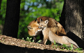 Animals, Fox, Shine, Light, Forest, Young, Care, Joey HD wallpaper