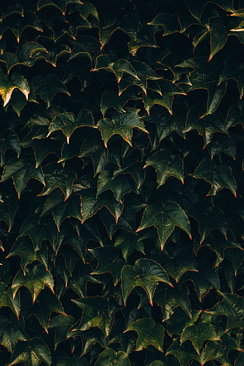 Nature, Leaves, Plant, Surface HD phone wallpaper