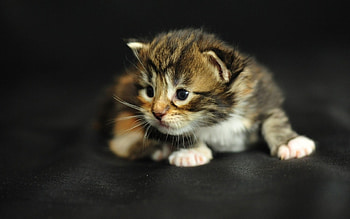 Tender kitten, animal, kitten, cute, cat, pet HD wallpaper