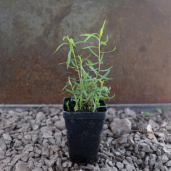 Tarragon herb, French tarragon artemisia dracunculus, Herb plant, Lexington KY HD phone wallpaper