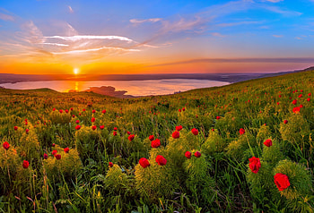 Peonies at sunset, summer, wildflowers, peonies, beautiful, sunset, fiery, lake HD wallpaper