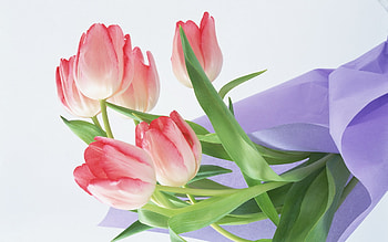 Plants, Flowers, Tulips HD wallpaper