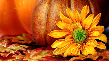 Backgrounds For 3d Fall Pumpkin Backgrounds Www . HD wallpaper