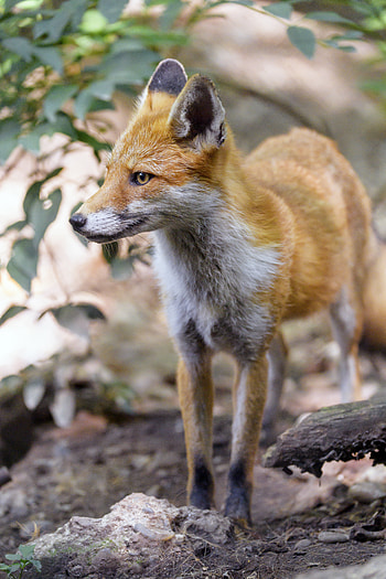Animals, Fox, Muzzle, Predator, Profile HD phone wallpaper
