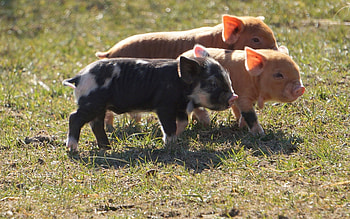 Piglets, babies, three, animals HD wallpaper