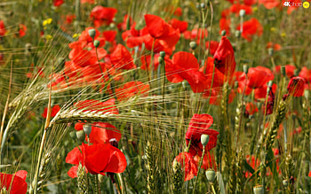 Poppies, summer, cereal, field, petals, blossoms HD wallpaper