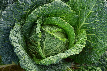 Detailed of vibrant green cabbage with dew drops highlighting freshness and growth. HD wallpaper