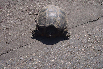 Turtle sunning self, animal, turtle HD wallpaper