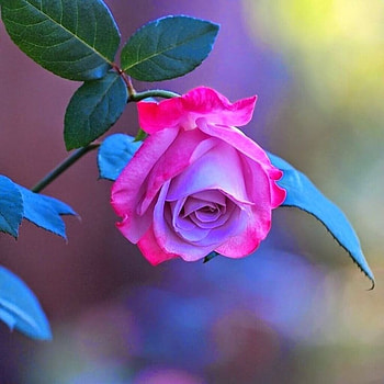 Rose, Bud, Pink, Flower HD wallpaper