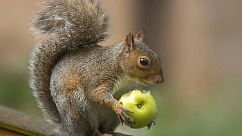 Fur Tail Squirrel Is Eating Green Fruit Standing In Blur Background Squirrel HD wallpaper