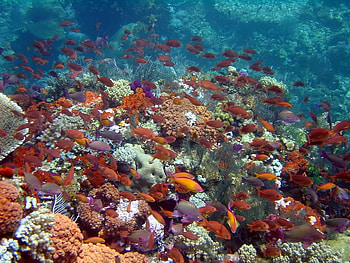 Reef Scene, Komodo Indonesia, reef, coral, bunch, fish, ocean, rock HD wallpaper