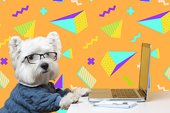 Geeky Pup at the Laptop — Funny Dog, funny, dog HD wallpaper