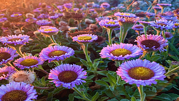 Last of the wildflowers, Sonoma Coast State Park, Jenner CA, summer, california, petals, blossoms, usa HD wallpaper