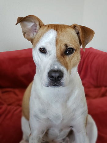 Charming mixed breed dog sitting indoors on a red blanket, looking intently at the camera. HD phone wallpaper