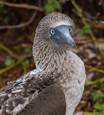 Pin, Birds, Blue footed booby, Adorable HD phone wallpaper