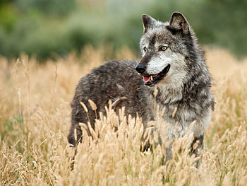 Animals, Wolfs HD wallpaper