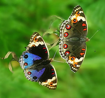 Pair, blue, black, grass, male and female, orange, butterflies, brown, cream HD wallpaper