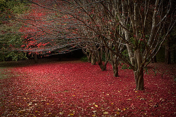 Autumn leaves, beautiful, seasons, leaves, green, red, branches, trees, autumn, forest HD wallpaper