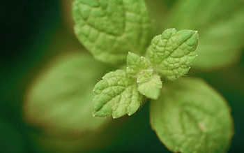 Mint, Herbal plant, Aromatic leaves, Culinary uses HD wallpaper