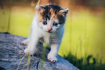 Blue Eyes Cat, cat, animals HD wallpaper