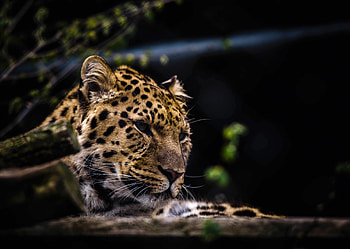 Animals, Leopard, Muzzle, Predator, Big Cat HD wallpaper